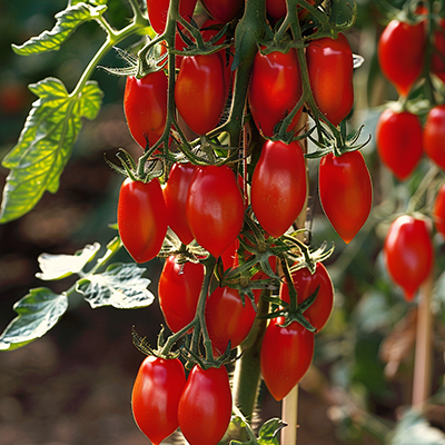 Plants de tomates Roma luxuriants dans un potager ensoleillé pour une récolte abondante de légumes bio.